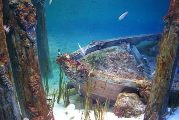 Подводный мир Андаманского моря