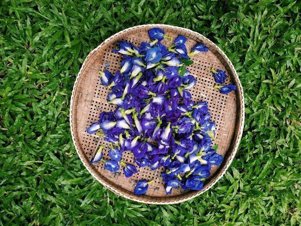 Подсушенные бутоны орхидеи