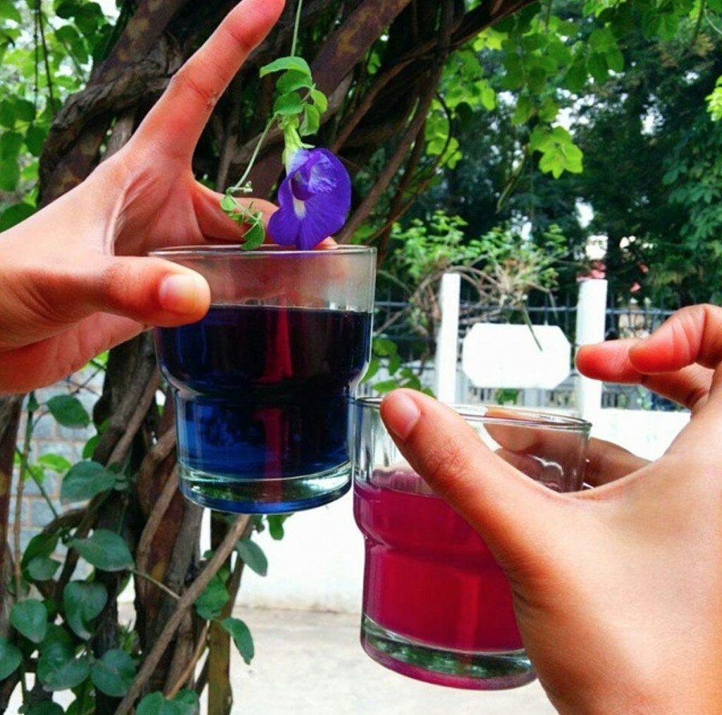 Синий чай полезен для всего организма