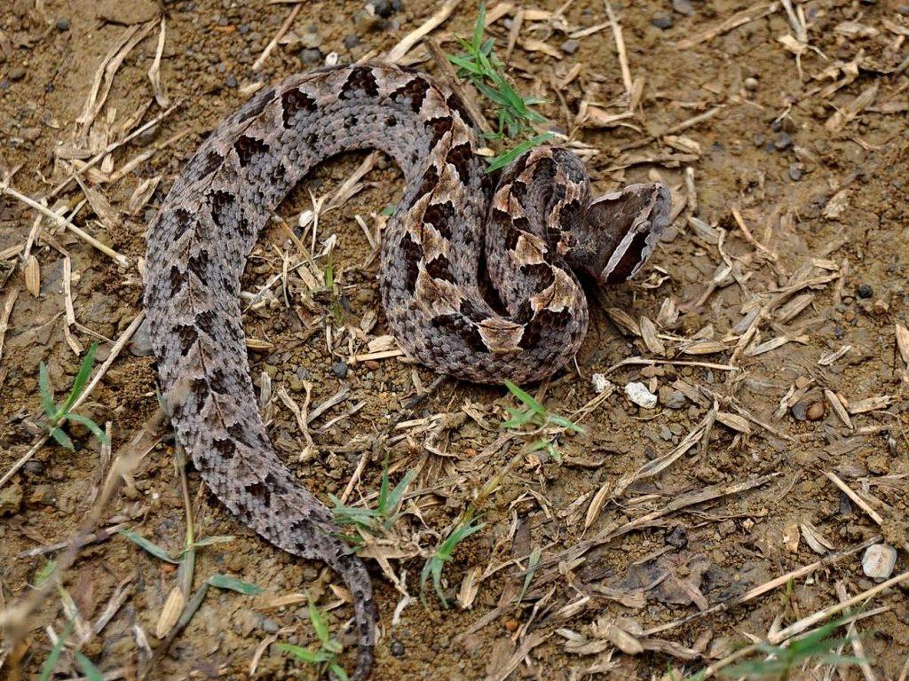 Малайский щитомордник ведет ночную жизнь