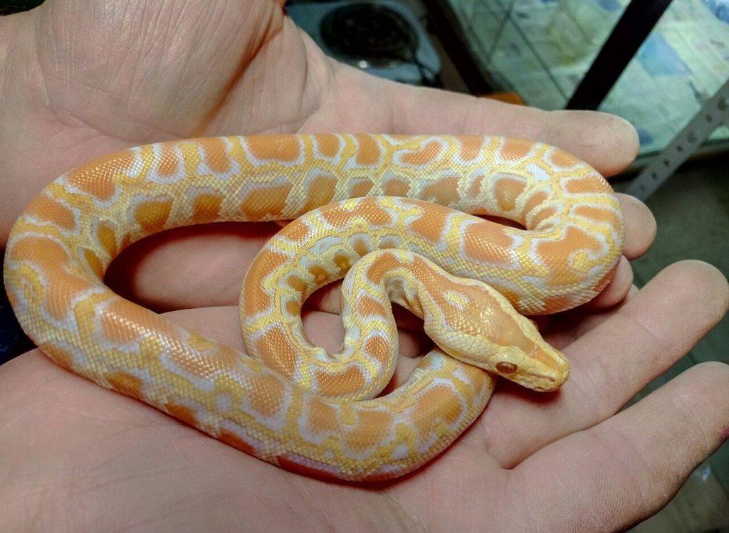 В меру миролюбивый тигровый питон тоже может атаковать человека при опасности