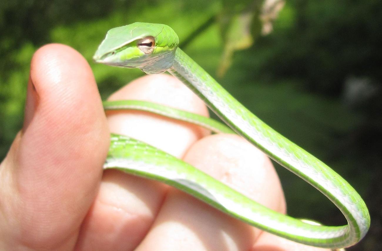 Змеи Таиланда. Ядовитые и опасные виды. Что делать при укусе змеи