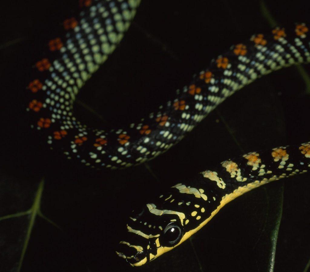 Летающая украшенная змея обитает на фруктовых деревьях