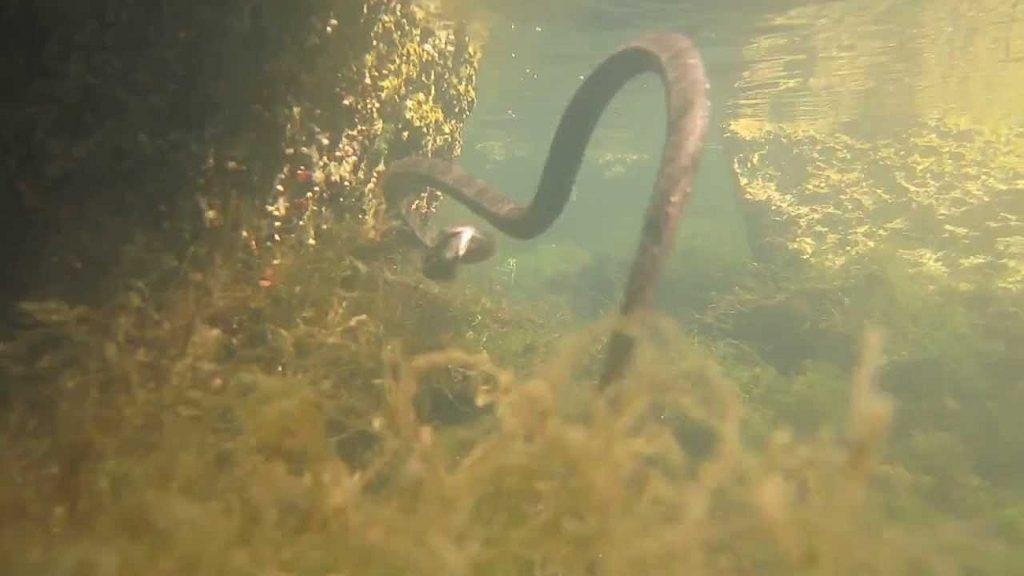 Уж-рыболов на охоте за бычком