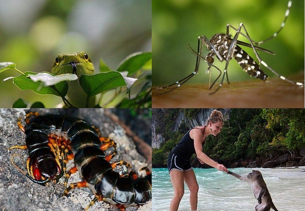 Животный мир в Таиланде таит в себе опасность