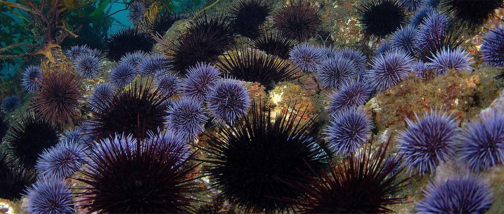 Морской еж только со стороны кажеться красивым, но на самом деле он опасен