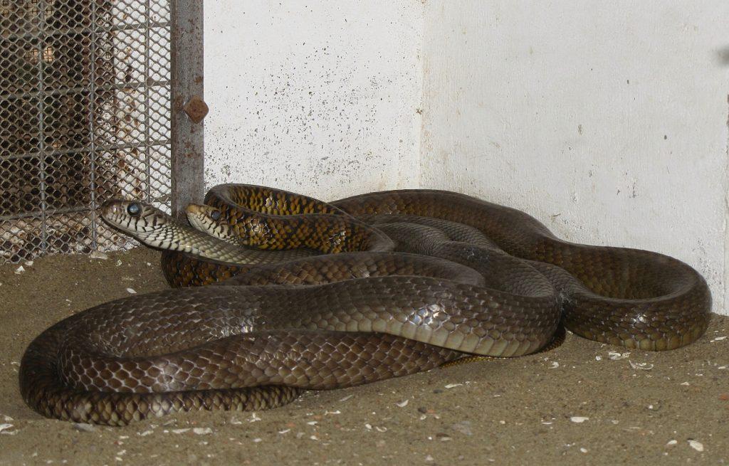 Большеглазый полоз не ядовит, но своим устрашающим видом пугает