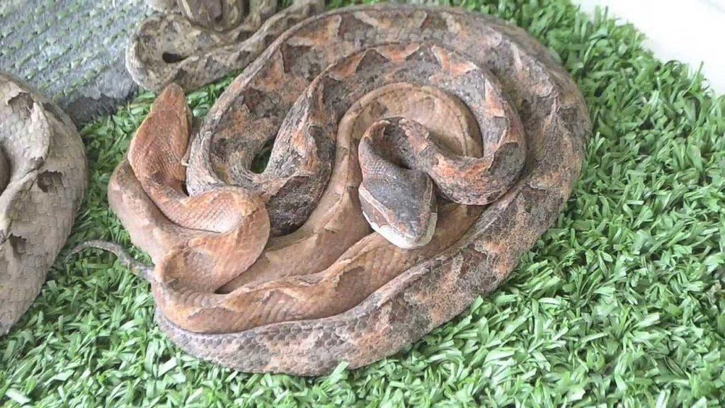 Яд цепочной гадюки очень силен